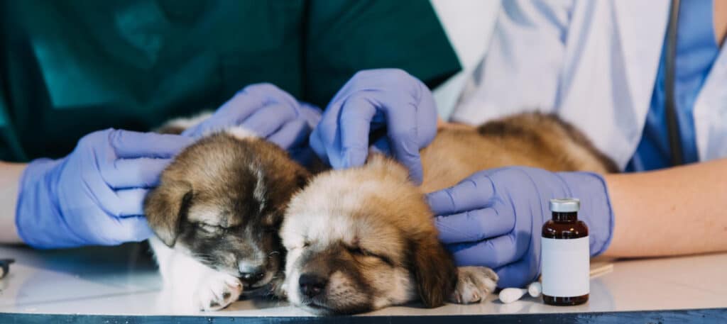 Pode dar Floratil para cachorro? Saiba tudo sobre o uso deste probiótico em cães