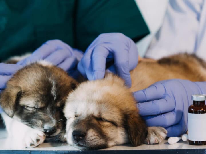 Pode dar Floratil para cachorro? Saiba tudo sobre o uso deste probiótico em cães