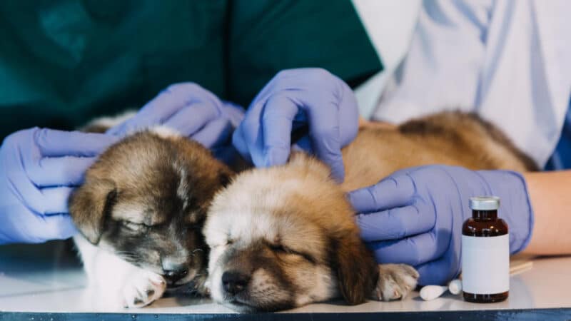 Pode dar Floratil para cachorro? Saiba tudo sobre o uso deste probiótico em cães