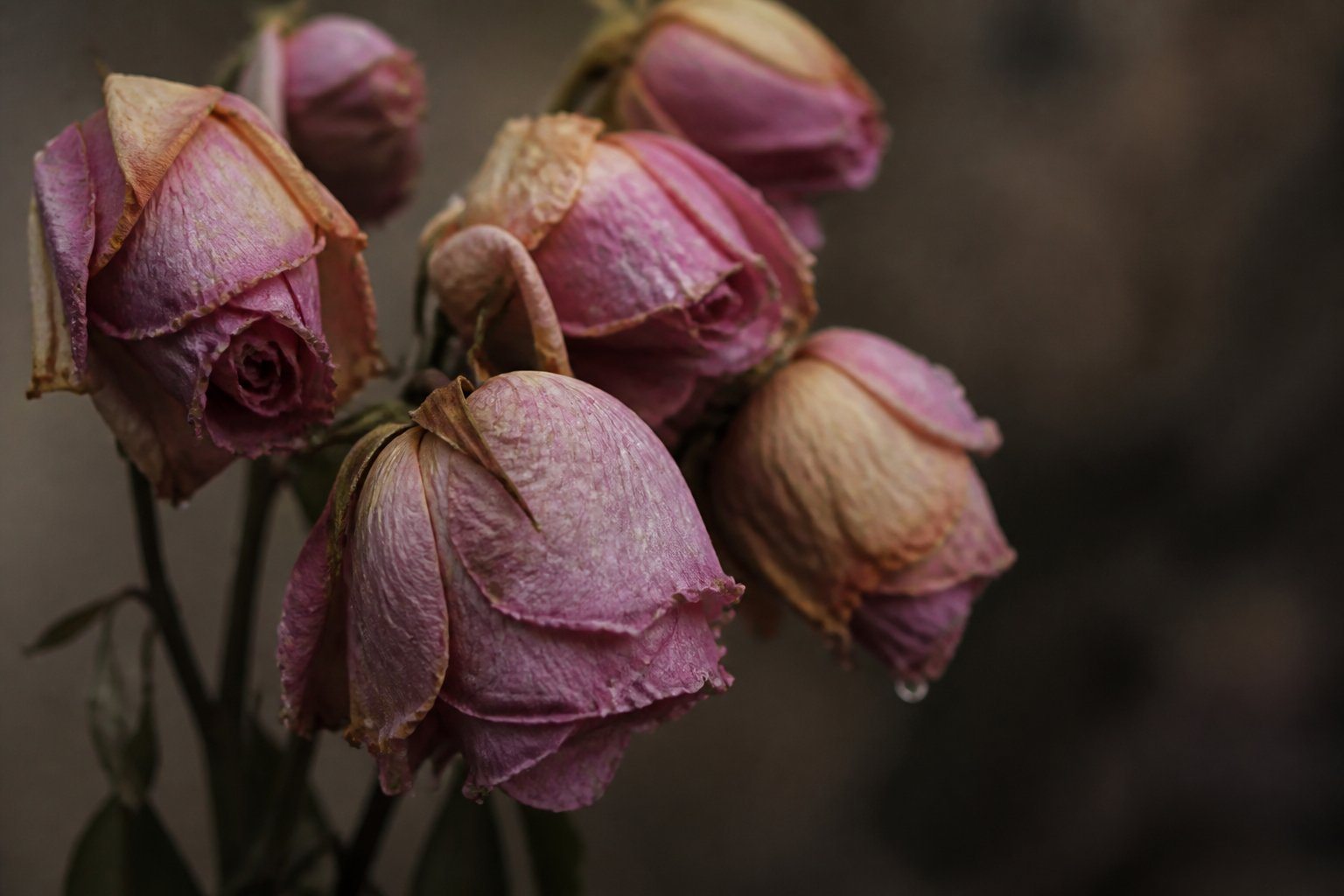 Close-up de flores murchas com gotas que parecem lágrimas nas pétalas, em um fundo desfocado.