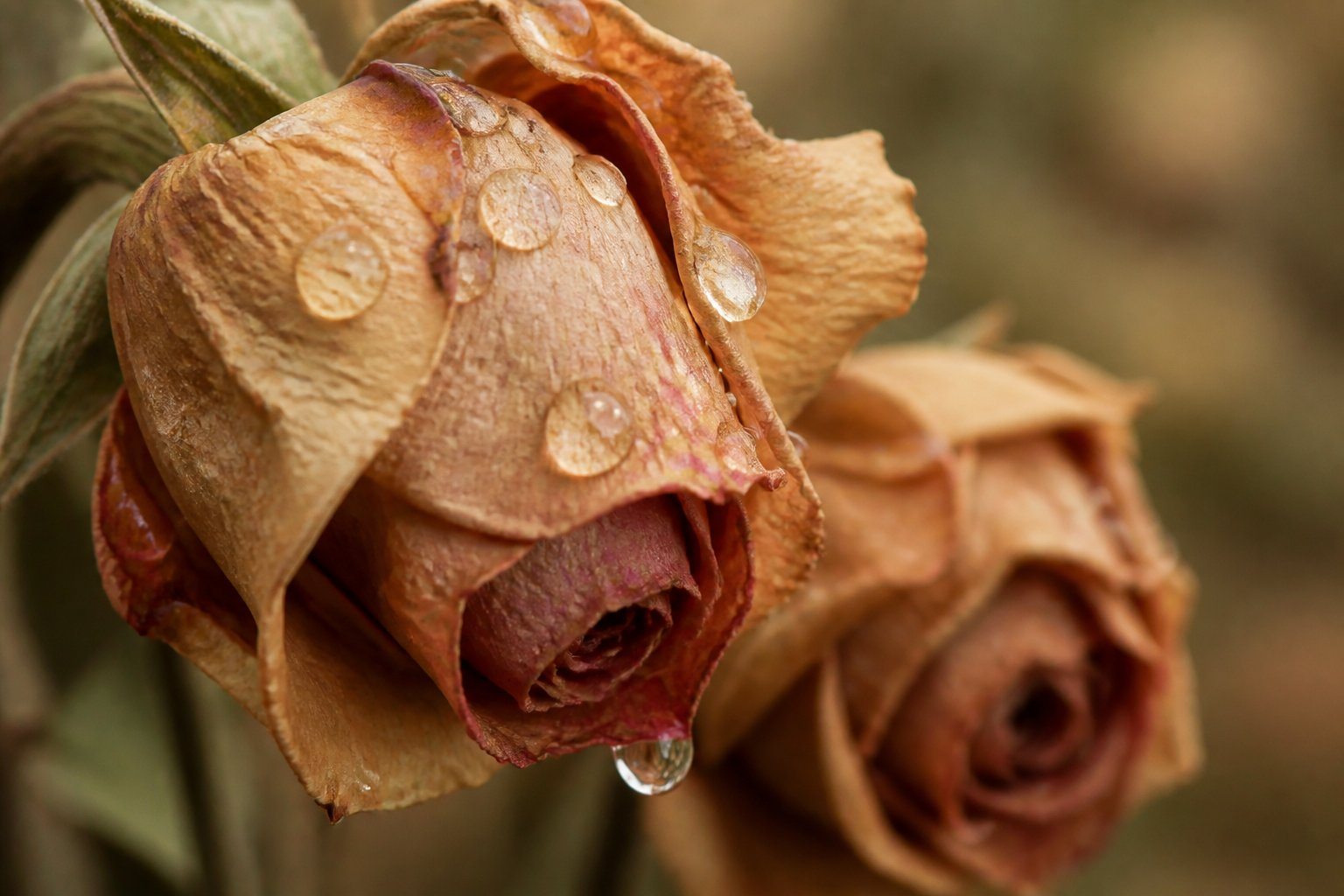 Lágrimas caindo sobre flores murchas em close-up.