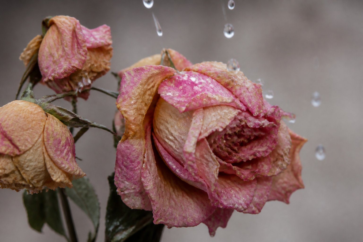 Flores murchas com lágrimas caindo sobre as pétalas.